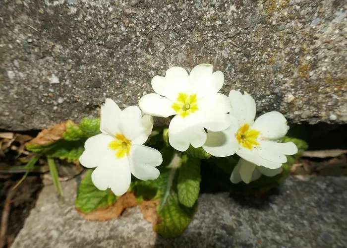 Albi-2 By Interhome جريندلوالد